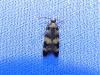 Oegoconia sp.